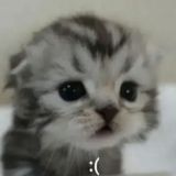 Бебринская суета