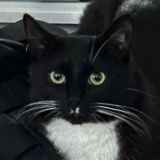 помытый чат