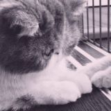 мурлинный (к)анал рандом