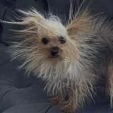 Башня гоблинов архив