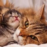 Кошечки-котята мур🐈⬛