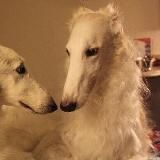 Саторфе | рест до лета