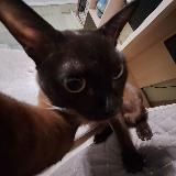 Канал Инк Кинга