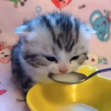 я лумлиш #shitposting