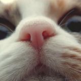 Воняешь! Chat