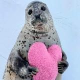 Тюляндия 🦭