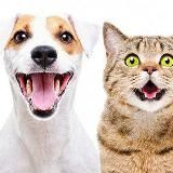 СМЕШНЫЕ И ЗАБАВНЫЕ ЖИВОТНЫЕ