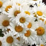 Стильные открытки