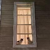 кошки и окошки