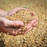 Новости Кубани