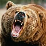 the columnist bear