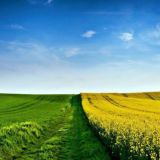 Поле возможностей 🌽