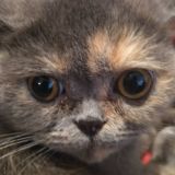 Бесплатный буча