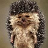 Жена Норкина