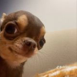 🔥𝐴𝑁𝐼𝑀𝐸 𝐶𝐻𝐴𝑇 🔥