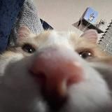 Ленивая Архив