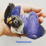 👉👉НЕРАЗЛУЧКА👈👈
