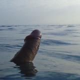 雪藏男孩 · 爱酱