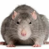 Логово Крыс | News