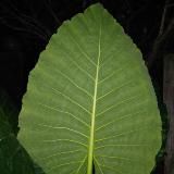 Приложи подорожник