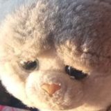 прикольные мордочки