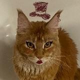 💀Вещий Вещает💀 РЕСТ