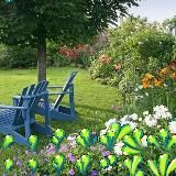 Садок астрика