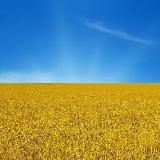 Голос Країни 11 сезон