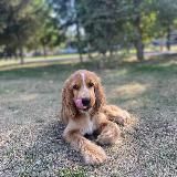 Спаниель Рокки💗🐶