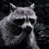 Еноты | Енотики