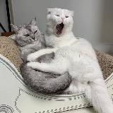 Котяч