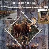 Лоси в лесовозе