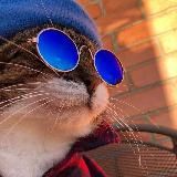 КРУТЫЕ КОТИКИ 😻🙀