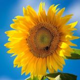 Чат с Еленой✨