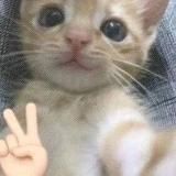 ника эстетхем