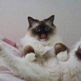 Русскiе коты обсуждения