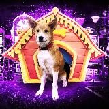 Казилоги Стрим