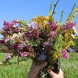 Мастерская "Живые дары приРоды" во благо здоровью.