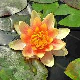 zu Hause SEIN ♥️