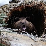 Берлога Бори