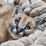 Alessa Cats. Каракалы, сервал, камышовый кот и прочая нечисть.