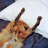 Лиса Тиктоковна