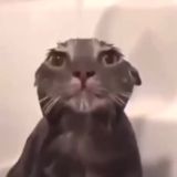 рубури чятимся