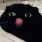 ПРИВЕТ, Я РОМА