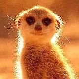 Суриката Онлайн