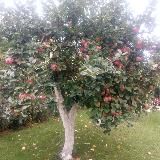 Виталий Орех-Обрезка сада.