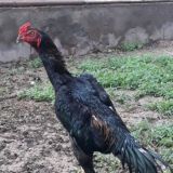 Урушкок хурозлар-куланги-даканлар