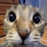 НЕГРЫЫЫЫ❤️❤️❤️