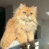 Хвалей. Гламурный подонок