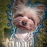 чᴀᴩᴧиᴋᴄ🐶🐾